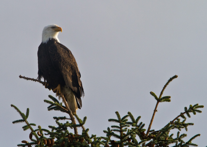 Bald Eagle